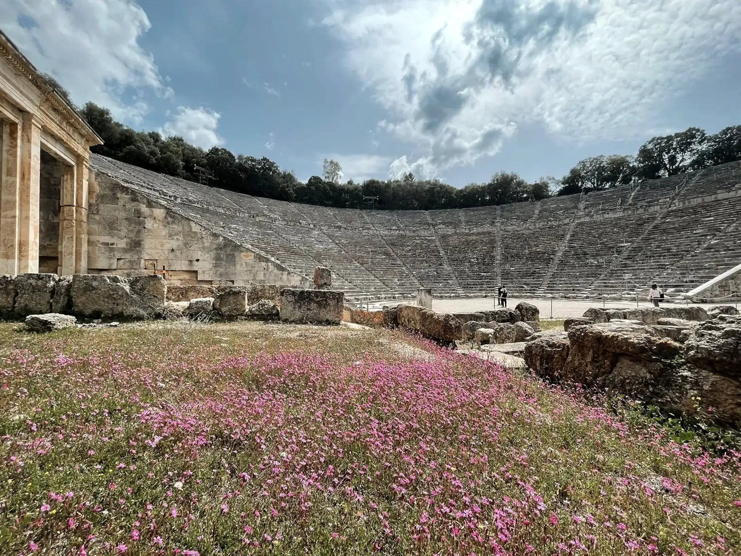 Pink wildflowers in front of the theatre of Epidaurus