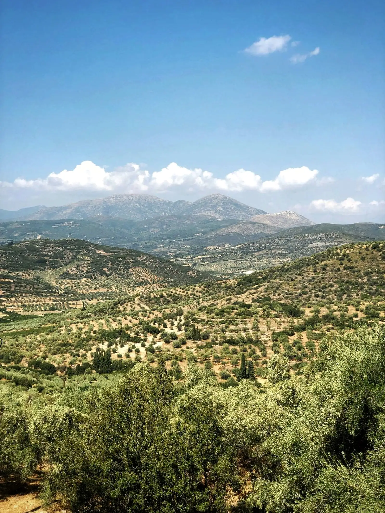 Olive-covered hills and mountains around Mycenae